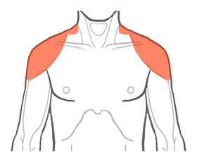 肩の筋肉の位置